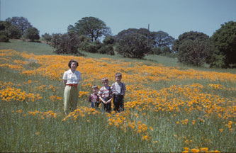 In the poppy fields at Stanford