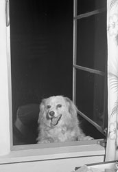Fluffy, Rented house, Del Monte Forest, May 1956