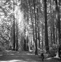 Me in Redwood grove, Geyserville, July 1956