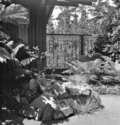 Rock garden I made, Sept.1958