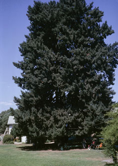 Geyserville, big tree