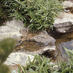 front garden 1969