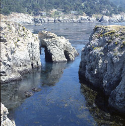 Point Lobos, April 1973