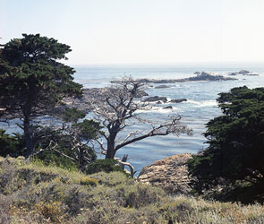 Point Lobos, April 1973