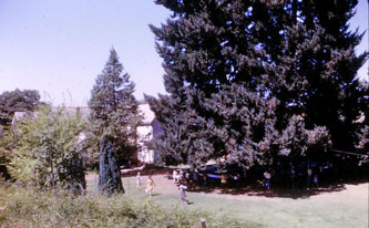 Geyserville, big tree and Bosch home