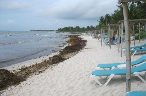 Sargassum on beach