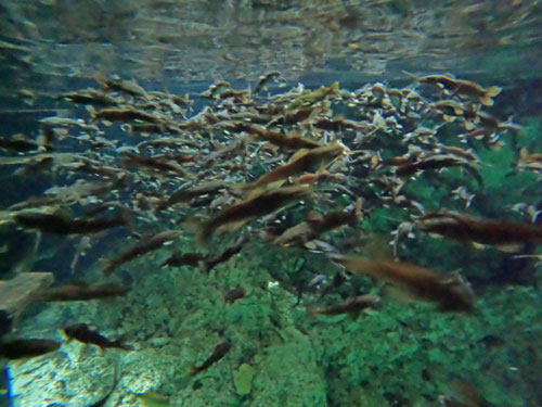 full of fish