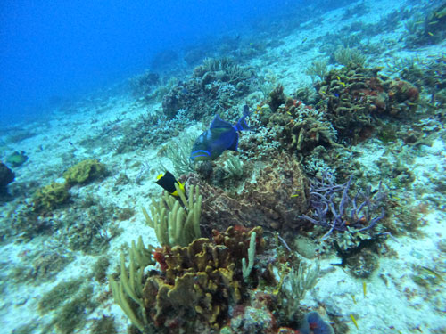 corals
