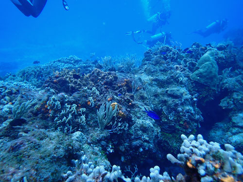 diving on coral reef