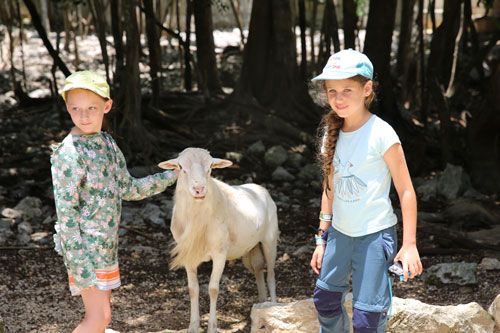animals