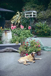 Becky in garden