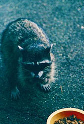 racoon