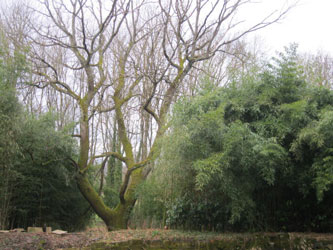 tree beyond pond