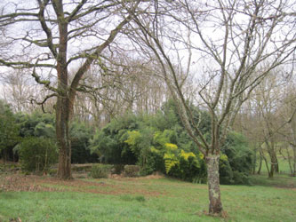 Garden with pond