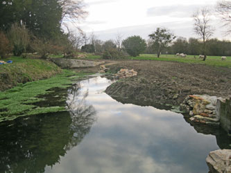rebuilt pond