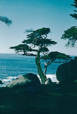 Pescadero Pt., Pebble Beach 1957