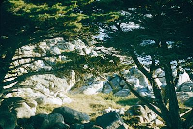 Pescadero Pt., Pebble Beach 1957