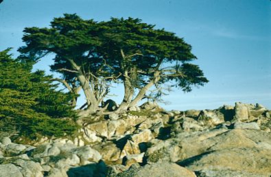 Pescadero Pt., Pebble Beach 1957