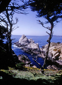 Pt. Lobos