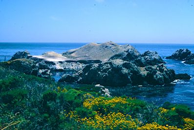 Point Lobos