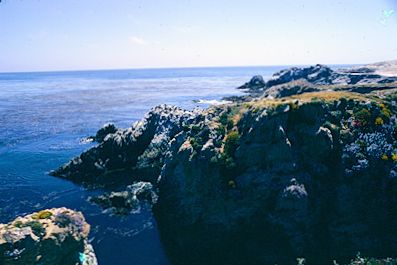 Point Lobos