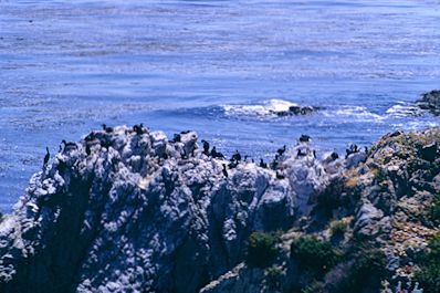 Point Lobos