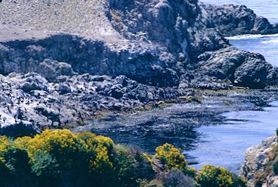 Point Lobos