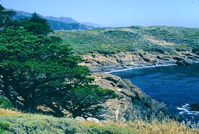 Point Lobos