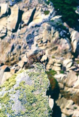 Point Lobos squirrel