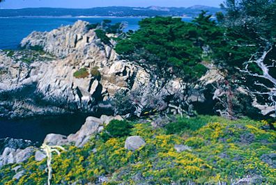 Point Lobos