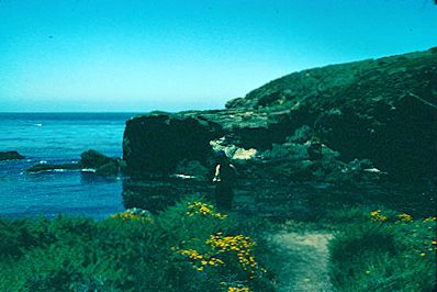 Point Lobos