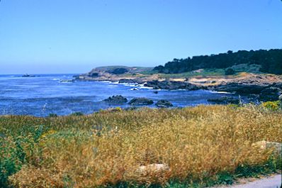 Point Lobos