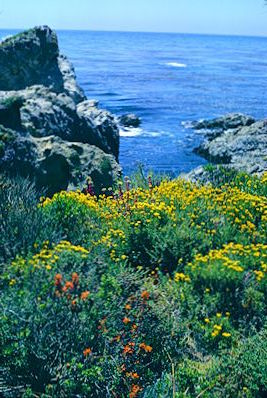 Point Lobos