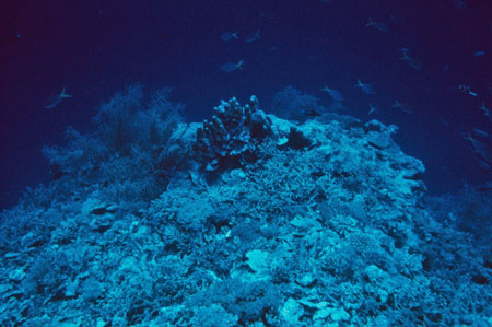 Reef slope, Palau
