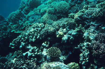 Islet reef, New Caledonia