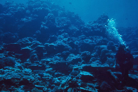 Reef slope, Palau