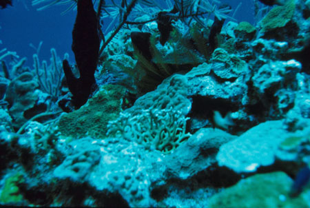 Deep corals, Belize