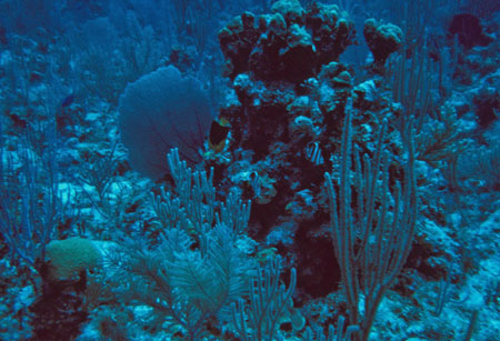 Gorgonians, Bahamas