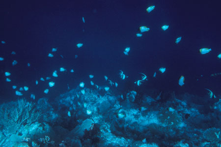 Fish over reef, Palau