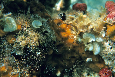 Orange sponge, Belize