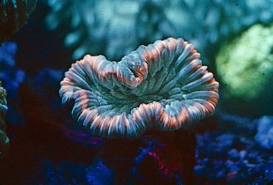 flourescent corals