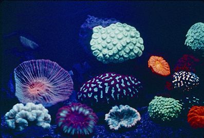 flourescent corals