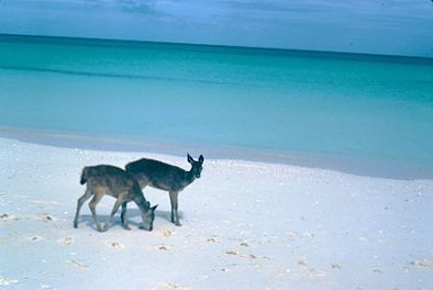 New Caledonia