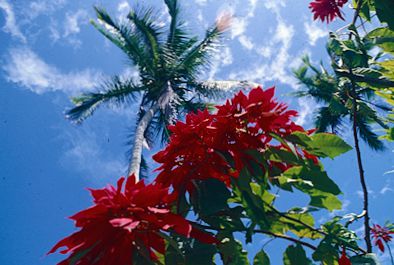 pointsettia