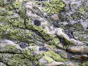 lichen in French alps