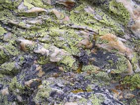 lichen French Alps