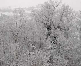 Winter branches at chalet