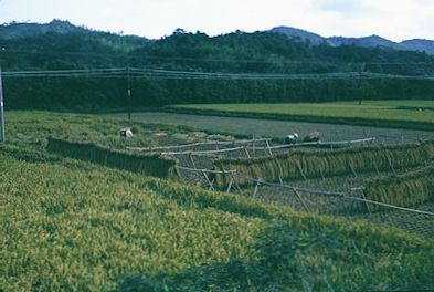 countryside of Japan