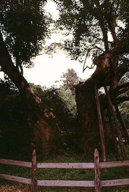 Ise Shrine