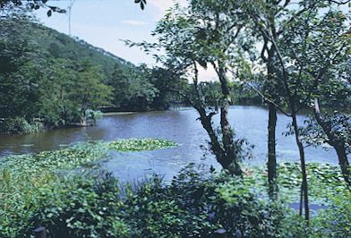 Gardens in Kyoto